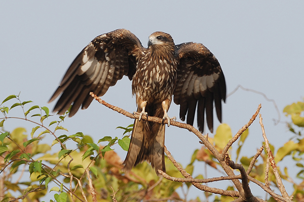 Black Kite