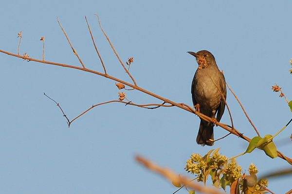 Blackbird