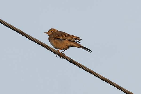 Blyths Pipit