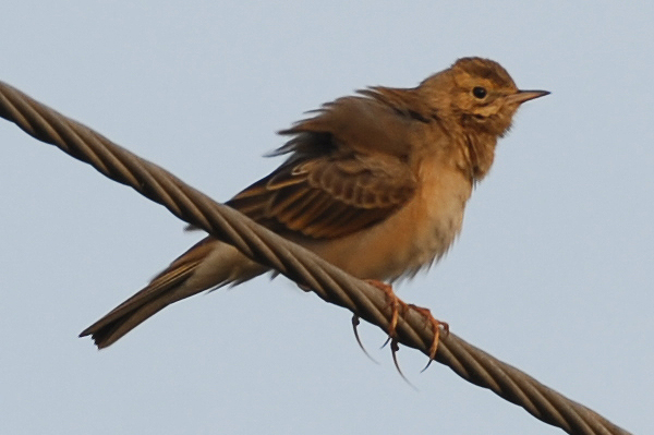 Blyths Pipit