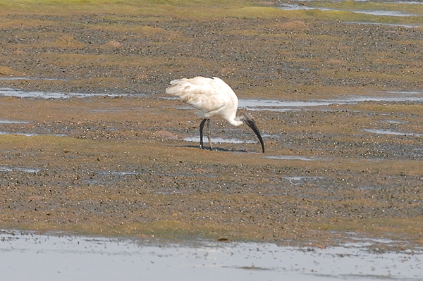 Black-necked Ibis