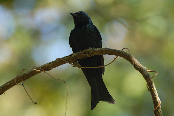 Bronzed Drongo