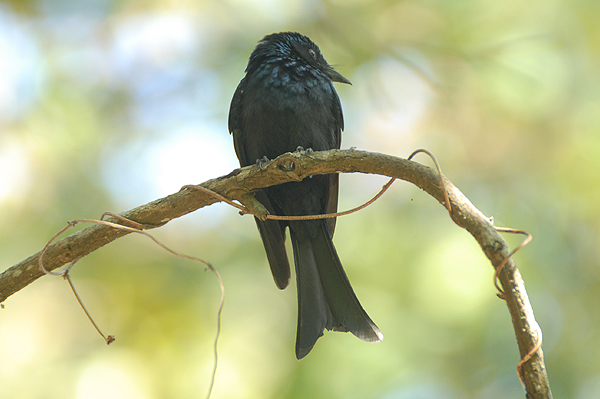 Bronzed Drongo