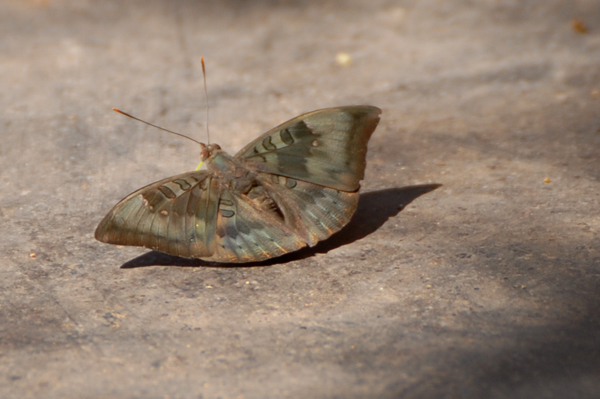 Common Baron Euthalia aconthea