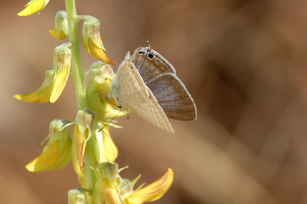 Common Cerulean Jamides celeno