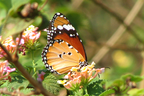 Plain Tiger Danaus chrysippus