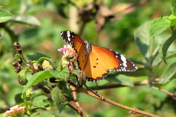 Plain Tiger Danaus chrysippus