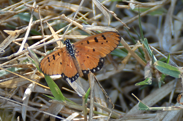 Tawny Costa Acraea violae