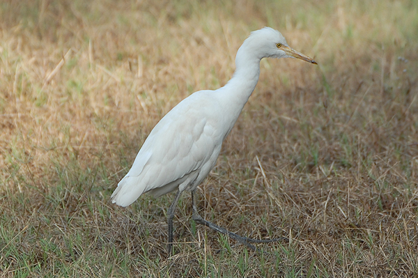 Cattle Egret