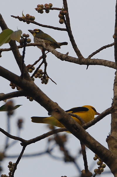 Coppersmith Barbet