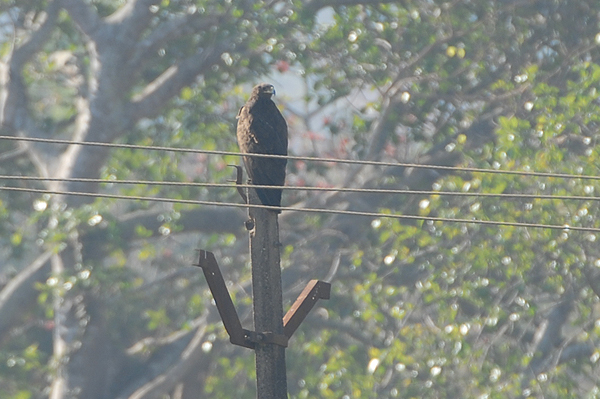 Greater Spotted Eagle