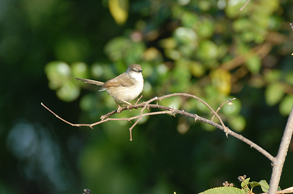 Grey-breasted Prinia