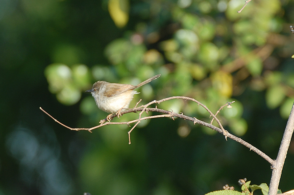 Grey-breasted Prinia
