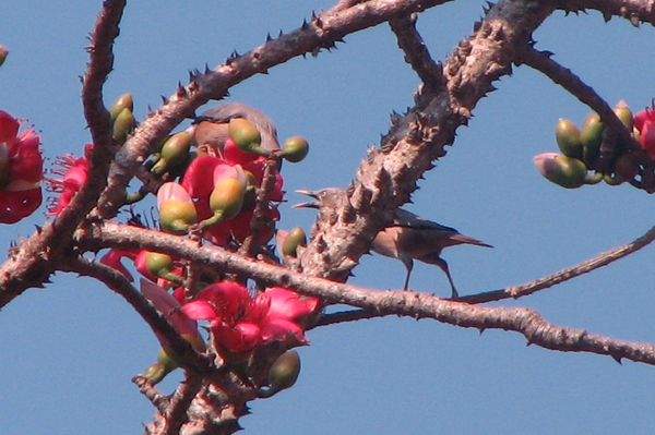 Grey-headed Starling