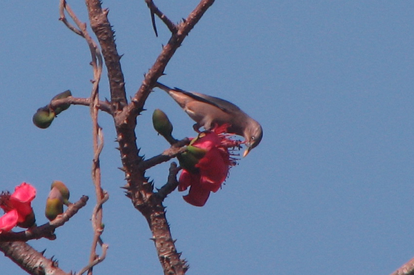 Grey-headed Starling