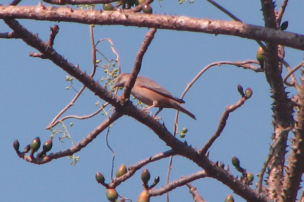 Grey-headed Starling