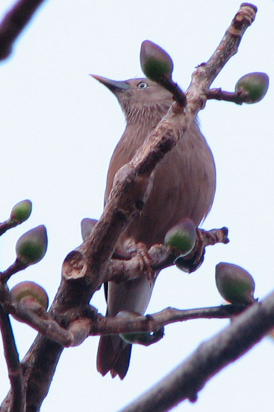 Grey-headed Starling