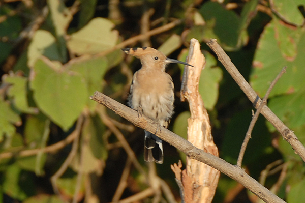 Hoopoe