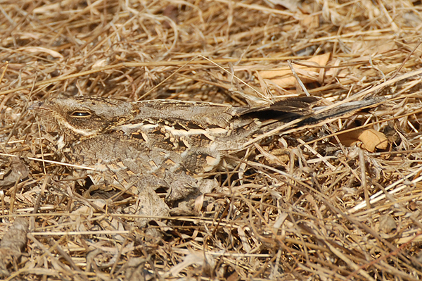 Indian Nightjar