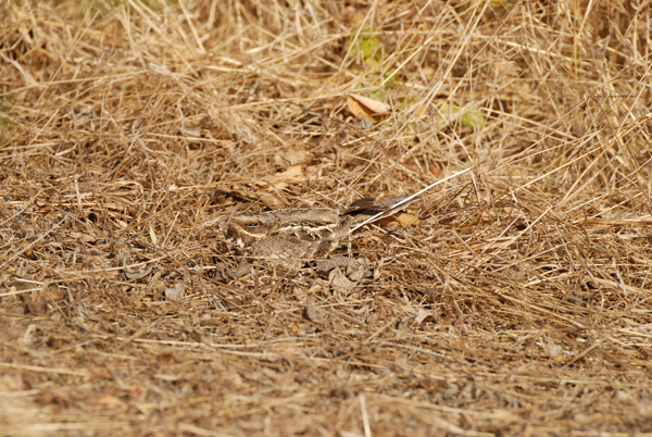 Indian Nightjar