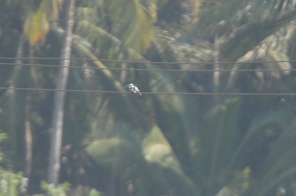 Lesser Pied Kingfisher