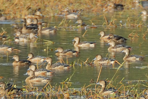 Lesser Whistling Duck