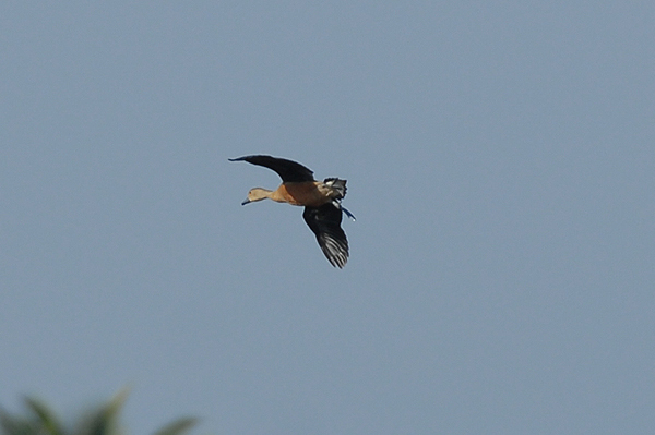 Lesser Whistling Duck