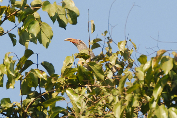 Malabar Grey Hornbill