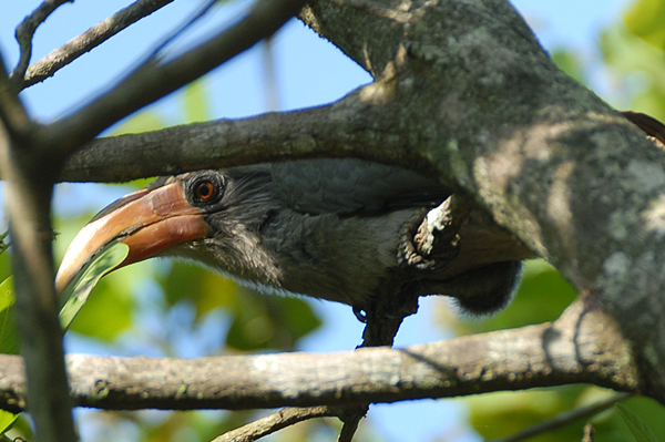 Malabar Grey Hornbill