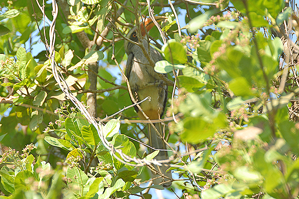 Malabar Grey Hornbill