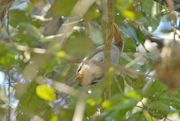 Malabar Grey Hornbill