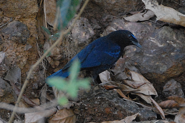 Malabar Whistiling Thrush