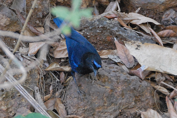 Malabar Whistiling Thrush