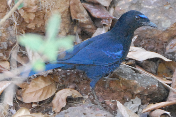Malabar Whistiling Thrush