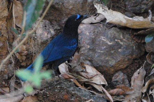 Malabar Whistiling Thrush