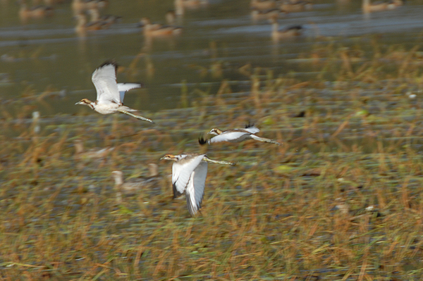 Pheasant-tailed Jacana