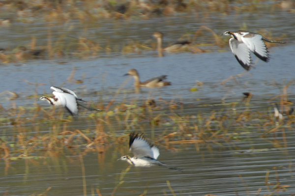 Pheasant-tailed Jacana