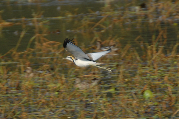 Pheasant-tailed Jacana