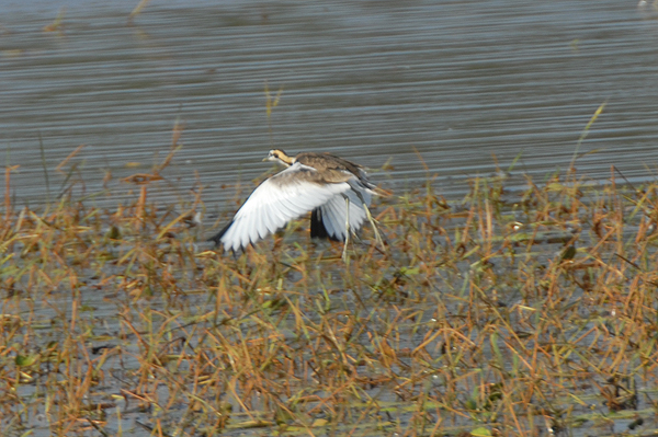 Pheasant-tailed Jacana