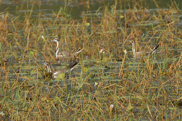Pheasant-tailed Jacana