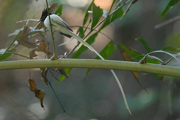 Asian Paradise Flycatcher