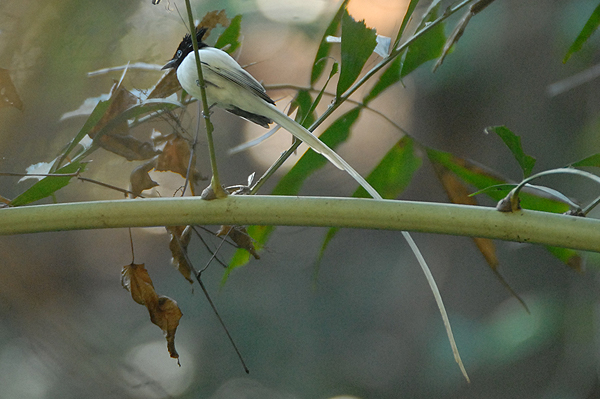 Asian Paradise Flycatcher