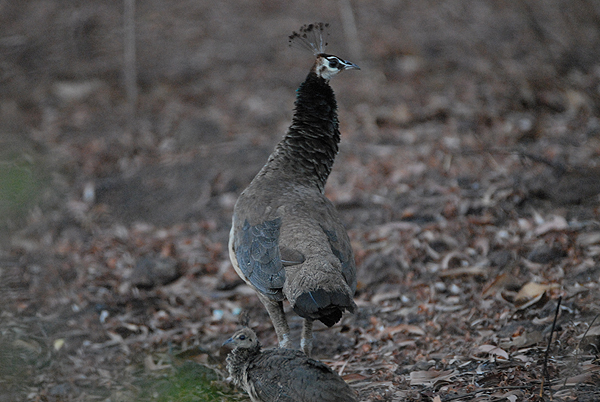 Peacock