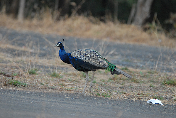 Peacock