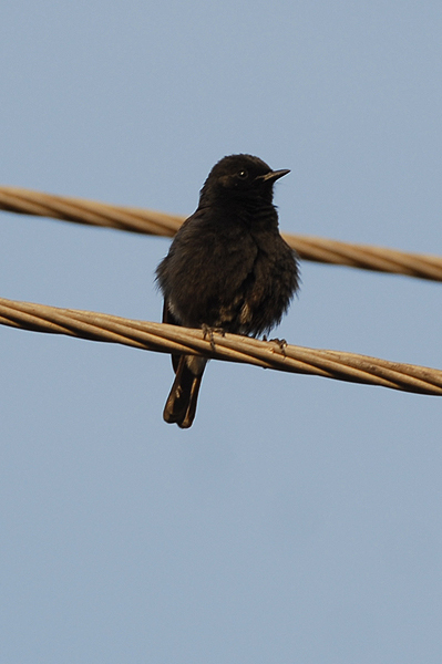 Pied Bushchat