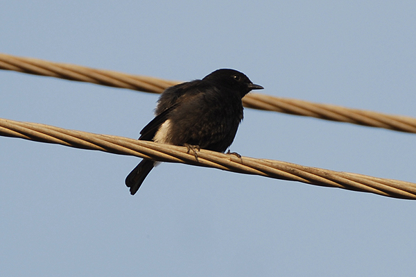 Pied Bushchat