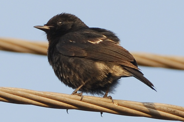 Pied Bushchat