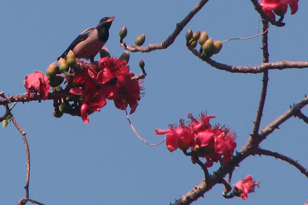 Rose-coloured Starling