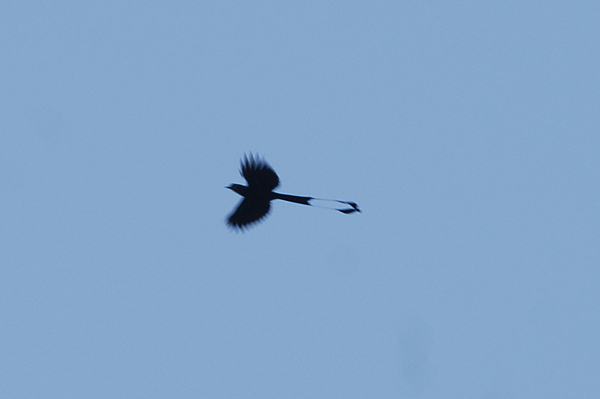 Racket-tailed Drongo