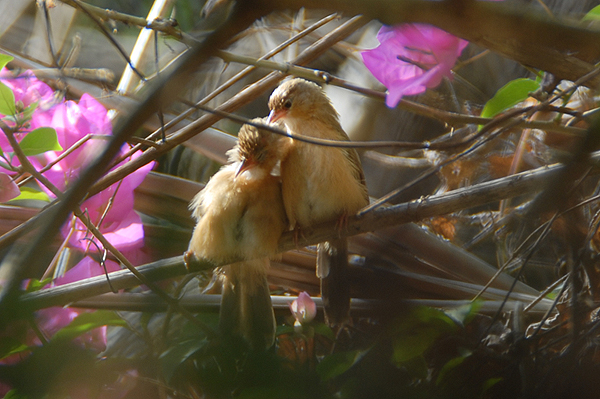 Rufous-bellied Babbler